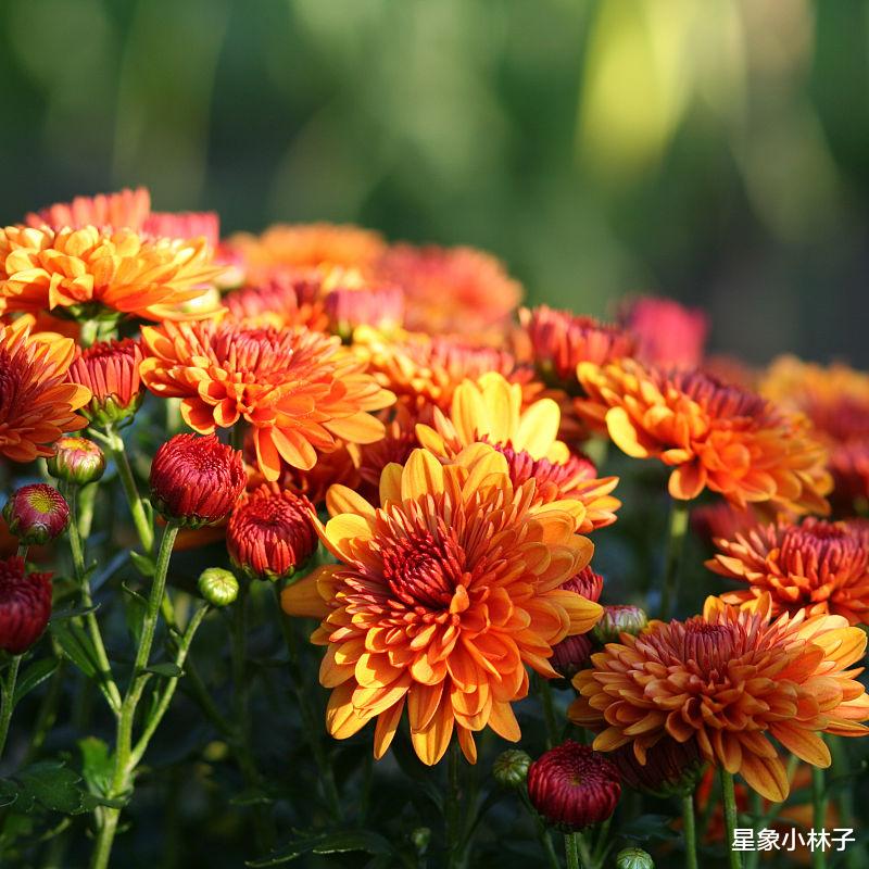 金榜题名|8月，文昌星到，月老入宅，4星座金榜题名，爱情自来