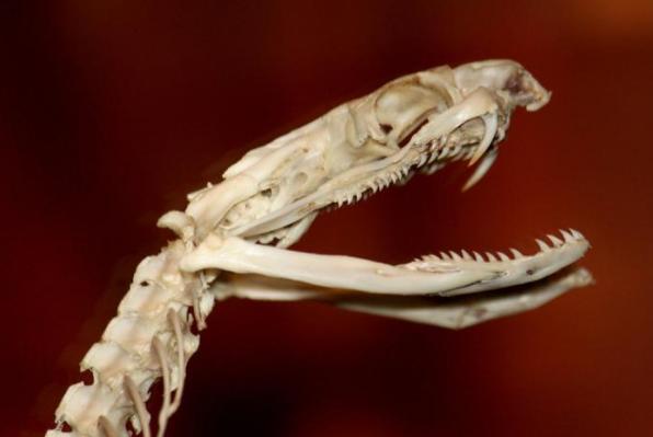 银环蛇|银环蛇为何超越,号称“蛇中之王”的过山峰,成为中国最毒的蛇?