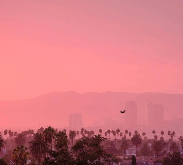 野火难烧尽，火后砍伐树木对森林会有什么影响？