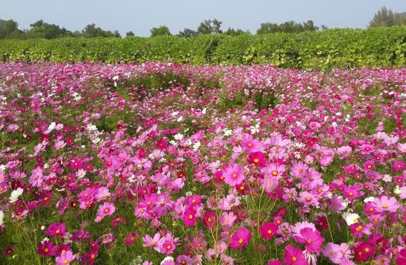 桃花朵朵开|4属相8月底走好运，生意兴隆发大财，桃花朵朵开，福气满满