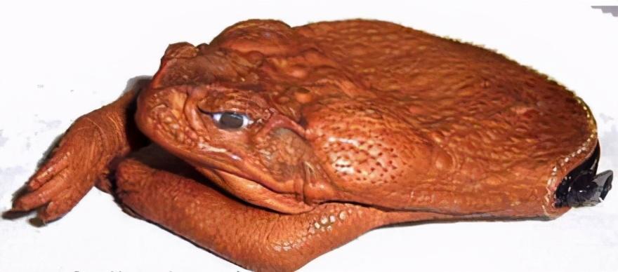 文玩|盘点一下文玩界的8大惊讶