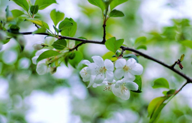 生肖|未来一个月开始财禄加身，财富滚滚来，生活顺心如意的三生肖