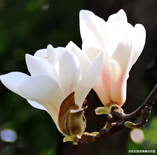 运势|未来一个月，好运相伴左右，4属相事事顺利如意，万事大吉