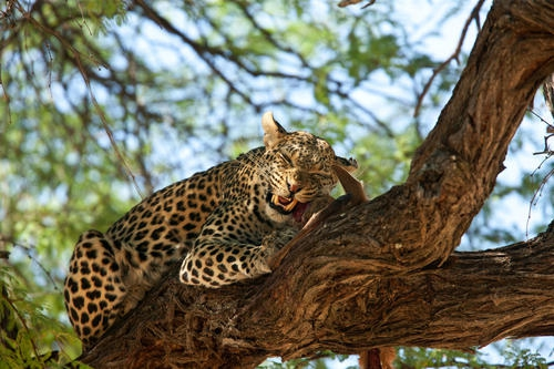 |最大的猫属动物能打得过最小的豹属动物吗？