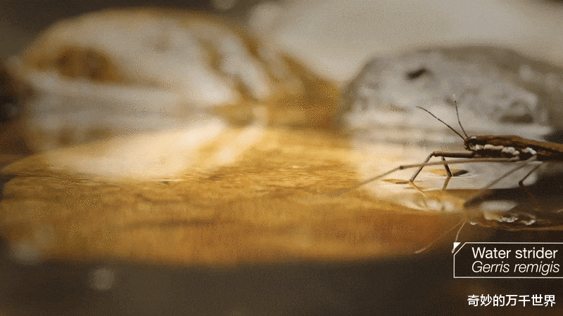 长征五号|以每秒数百倍体长的速度“奔跑”,它是唯一能在远海生存的昆虫