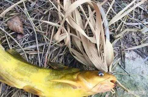 ：原来黄辣丁的钓法这么简单！夏天再也不想钓鲤鱼了，天天都爆护！