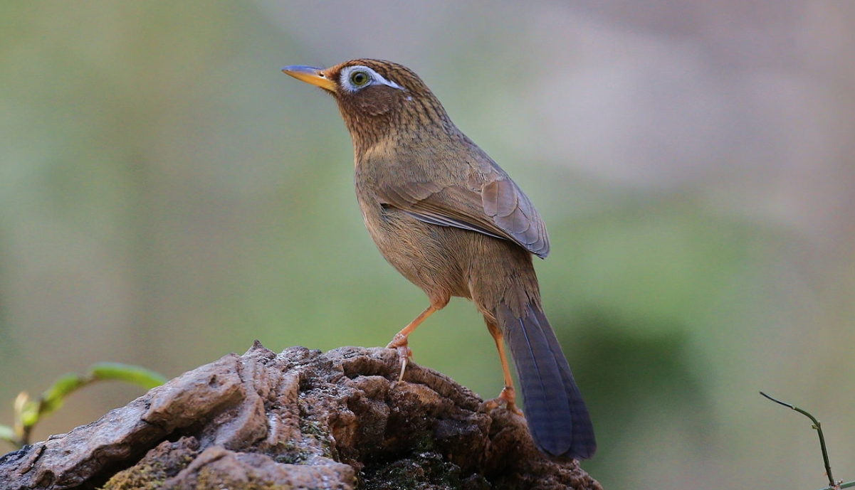 鸟儿不洗澡怎么办？