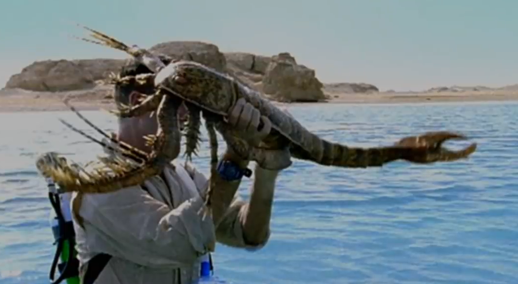 「蝎子」史前生活在海里的蝎子,长相十分怪异