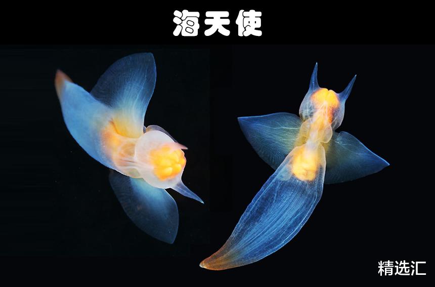 科学家|地球上发现的9种非常奇特的水生生物