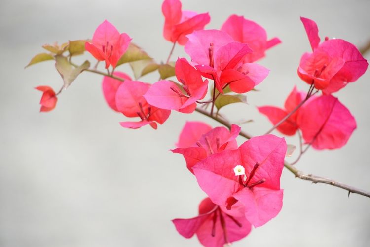 生肖|下半年开始，走大运，好运连发，求财得财，贵气足财源大发的生肖