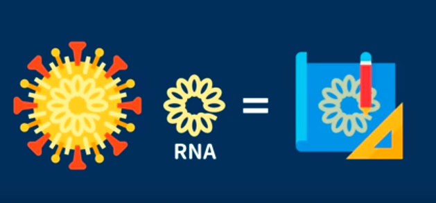『瑞德西韦』瑞德西韦是如何“可能”治疗新冠肺炎的？它能成为人类的救星吗？