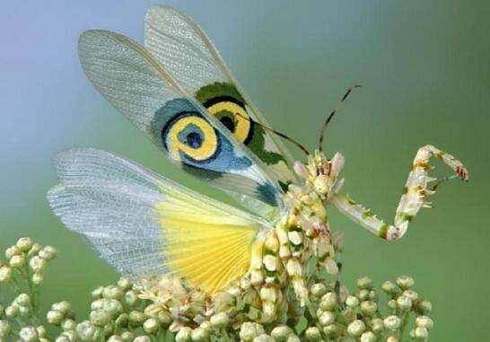 「生命周期」螳螂之王——魔花螳螂