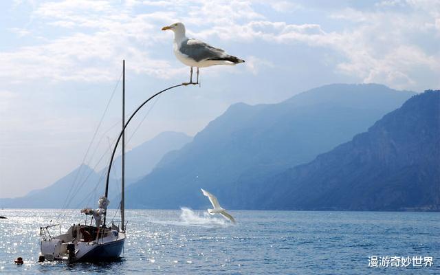 |动物们变大几百倍后的世界,巨物恐惧症患者:要窒息了