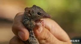 后代|这种动物为交配而生，最长交配时间可达14小时，直到死才会停止