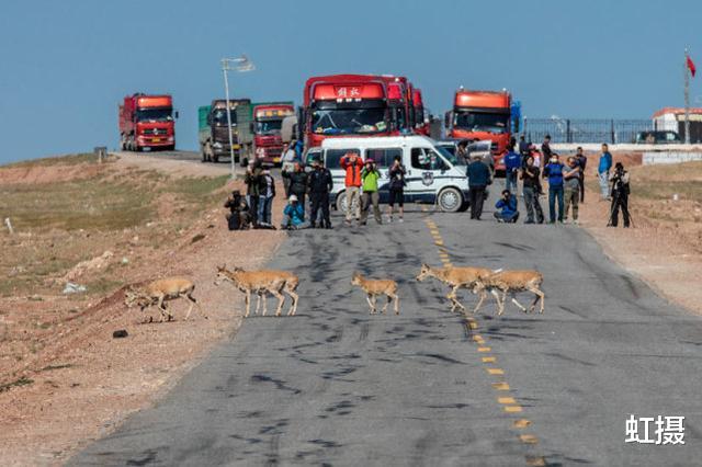 可可西里自然保护区|你可能误解了什么！可可西里不是诗和远方，这里有狼、熊、豹……