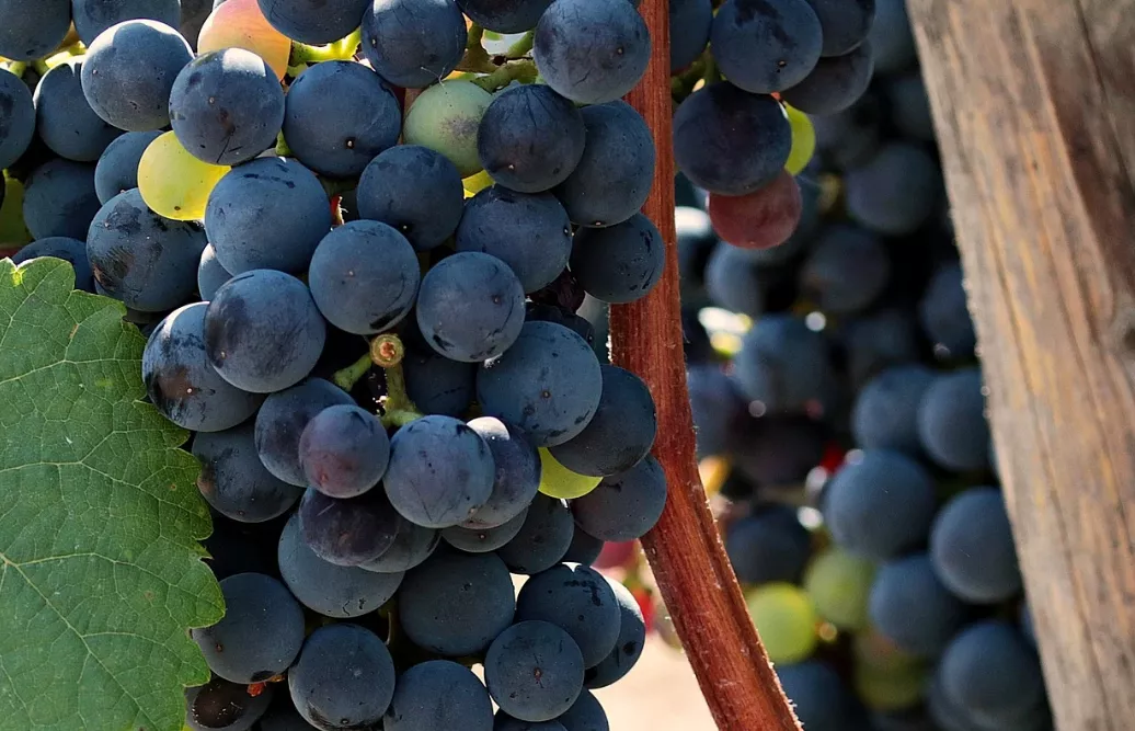 葡萄|白露之后,吃葡萄要注意,尤其是这件事千万别干