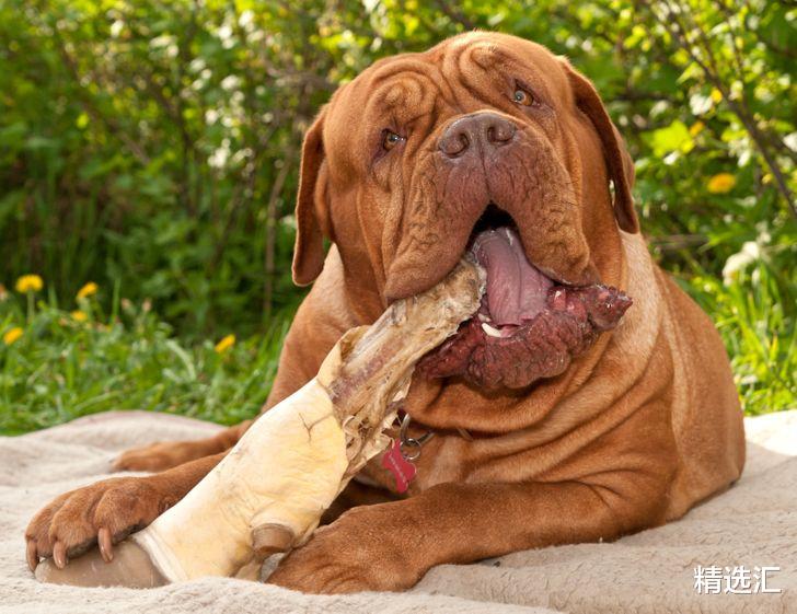 鳄鱼|动物咬合力哪家强?盘点世界上咬合力最强的16种动物