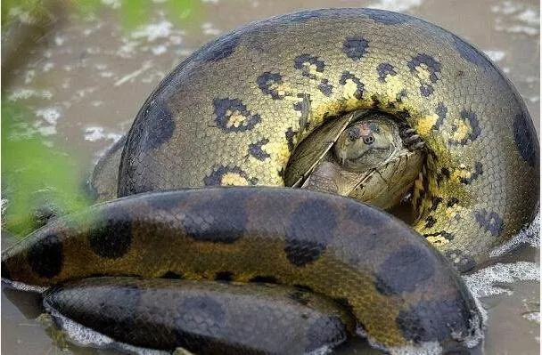 蟒蛇@巨蟒捕食了一只小乌龟, 任凭蟒蛇死死缠绕, 乌龟却分毫没有受伤