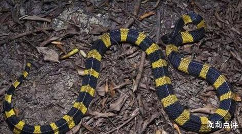 毒蛇|盘点我国国内的那些毒蛇，在野外活动一定要小心脚下
