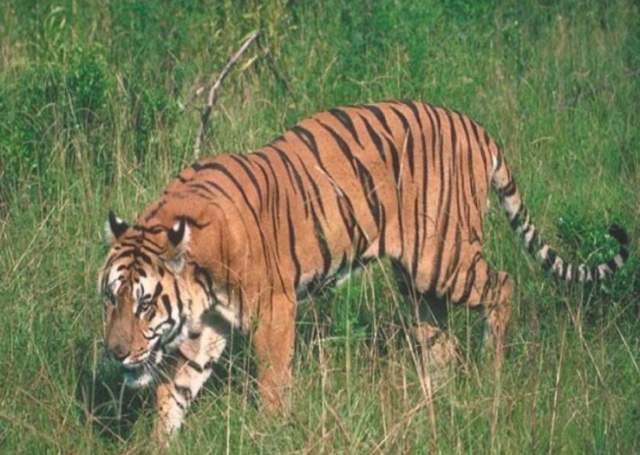 []为什么老虎吃了人之后要被杀掉 ？专家：不杀后果很严重