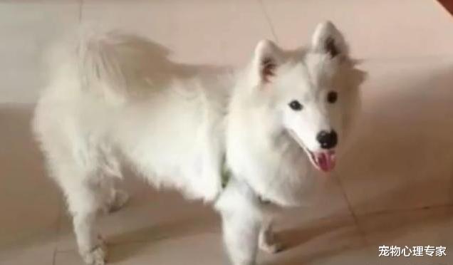 萨摩莫名怀了孕，看到它产下的崽心拔凉拔凉的：跟窜天猴似的