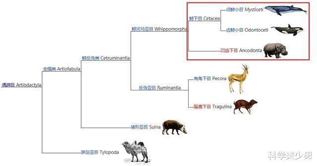 『鳄鱼』吃草的河马为何不怕吃肉的鳄鱼，河马：真当我是吃素的？