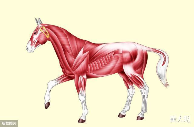 『运势』未来7天，运势一路飘红，财气高涨，福运亨通的四大生肖