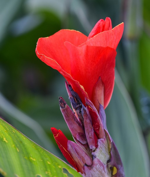 【生肖】6月下旬期间，姻缘遇良人，爱情称心如意，余生厮守的四大生肖