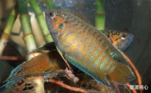 []干挖一个湖泊，为何几年后能“自动生新鱼”原来是有科学依据的