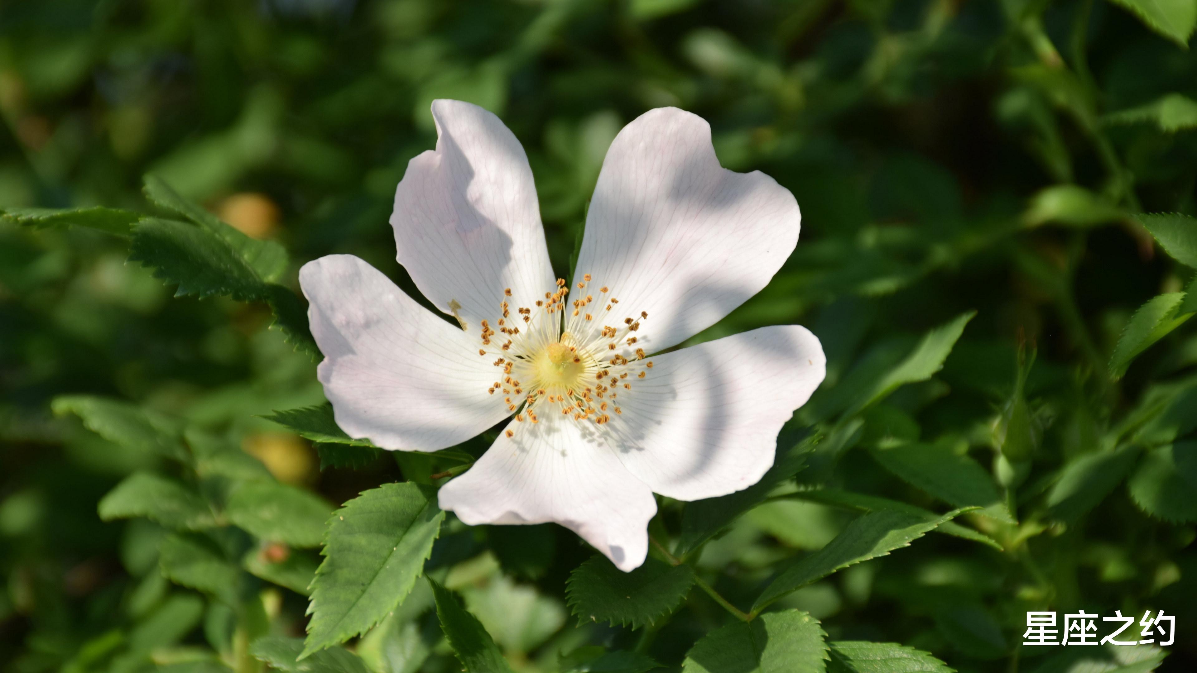 星座女|在11月份，桃花绽放，情有独钟，心花怒放的四大星座