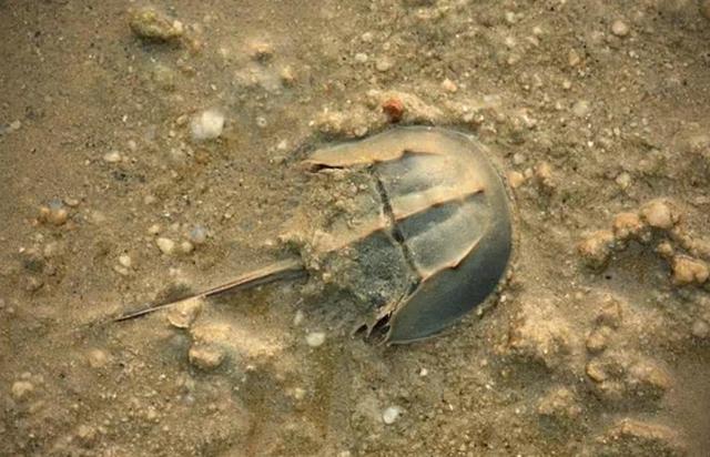 ##地球上唯一蓝色血液生物，活了4亿多年，救了人类却救不了自己！