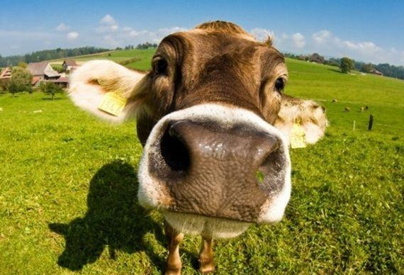 [生肖]5月招财纳福，4生肖求财顺利，喜上加喜，发财不愁