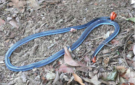 『毒蛇』这些蛇，有些人可能一辈子都不会遇到！