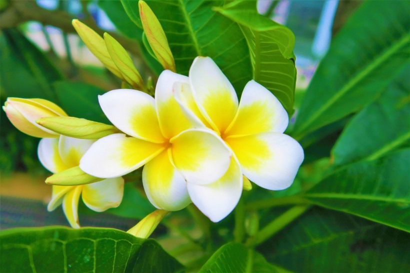 #生肖#6月底，爱神降临，桃花缠身姻缘拦不住，牵手今生所爱的四大生肖