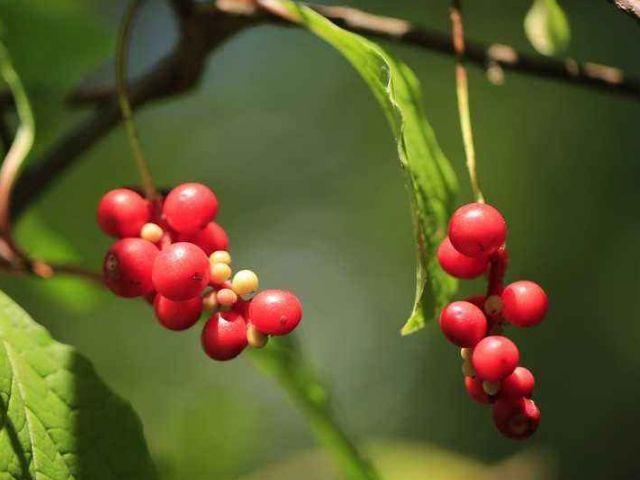 咳嗽|一个良方大补虚劳，只需1味药，就能补全身，养好五脏六腑