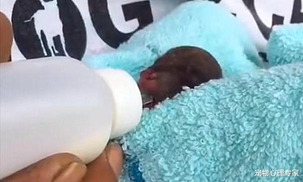 女子在街上走时，听到水坑中传来叫声，找到后都不忍心看了