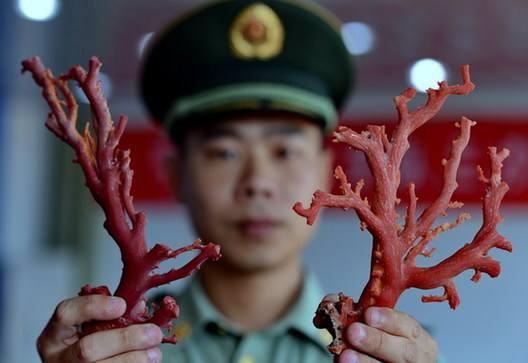 文玩|文玩圈的禁止品哪些？你有吗？大家不要碰！