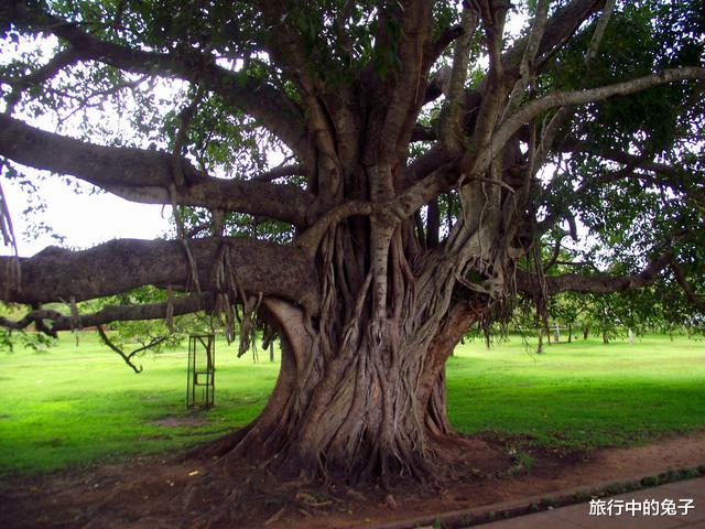 |一棵树就是一座岛，300年古树盘根错节，形成3.5万平米岛屿