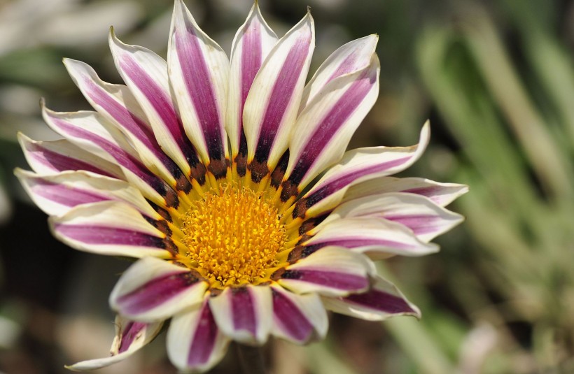 「运势」4月起财星照耀,财路通畅,事业表现极佳的四属相