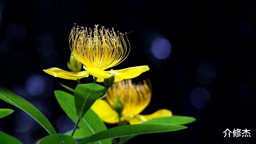 [生肖]7月上旬红娘在身旁，姻缘一线牵，脱单成功的4大生肖