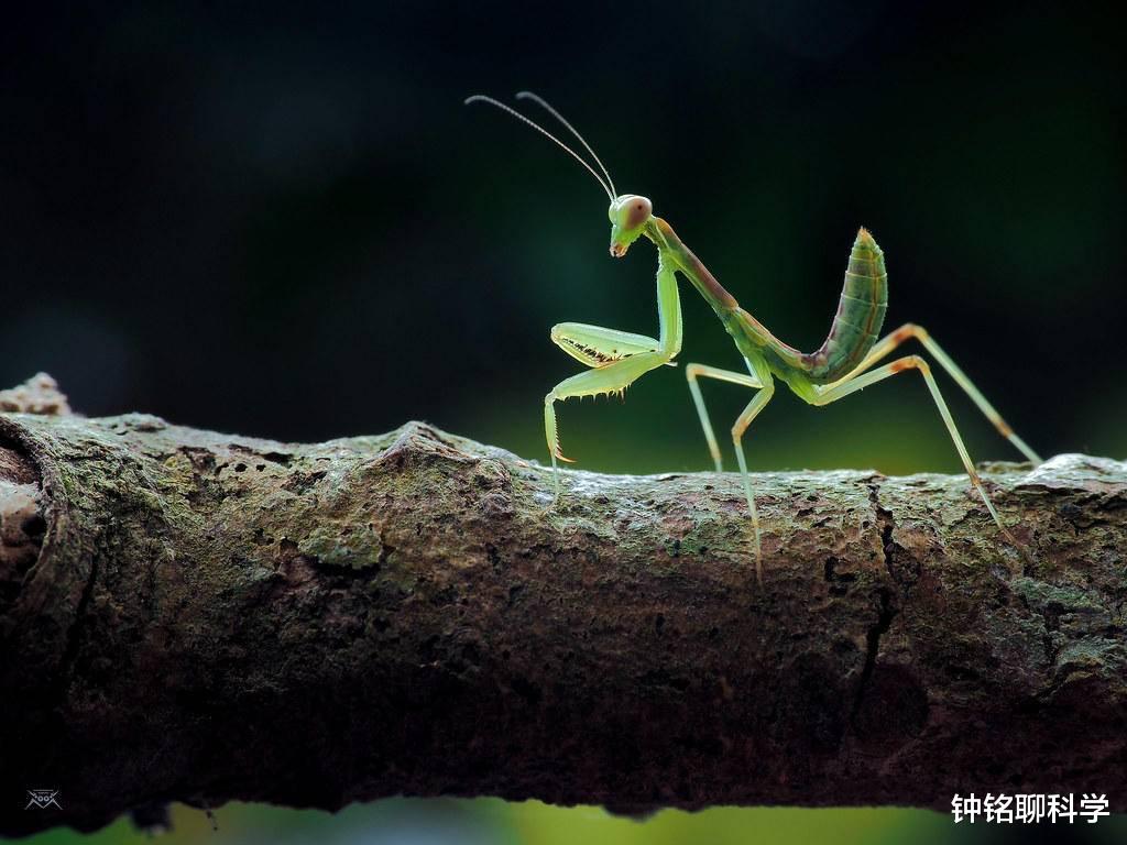 科学家|螳螂在交配时，为什么母螳螂会吃掉自己的“丈夫”？