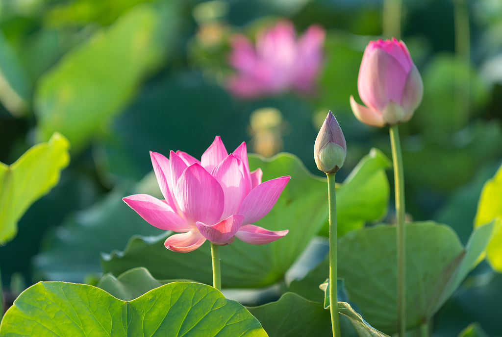 运势|9月，运势大翻盘，3个星座努力没有白费，赚得盆满钵满！