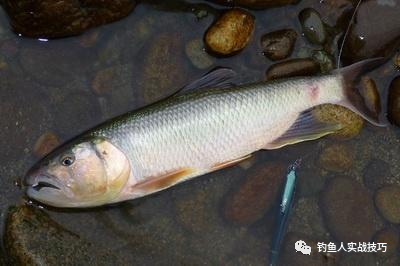▲80后钓鱼人的回忆，90后快见不到这种鱼了，小时候叫它“花公子”