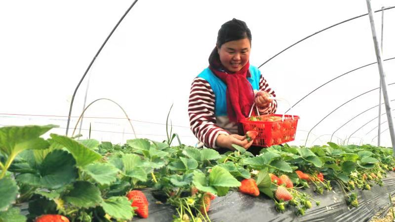 时代报告 河南杞县：潘青霞的“莓”好新生活