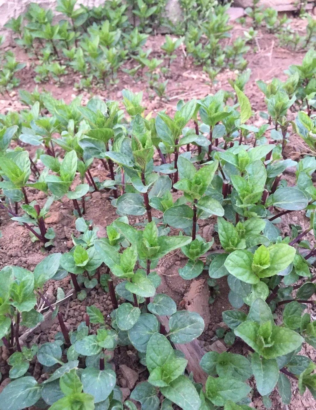 爬山虎|救命！入侵植物爬进院子，三年都杀不完！
