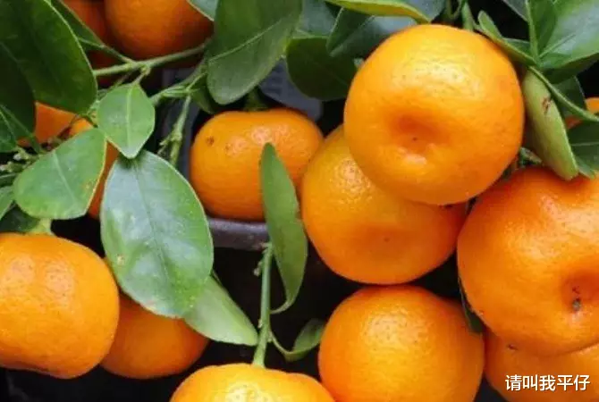 咳嗽@天然的“止咳药”找到了，用来煮水喝，清热解毒，止咳祛痰！