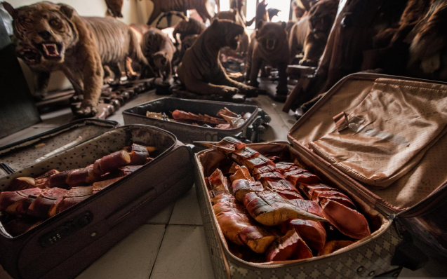 |文玩圈的“一红二黑三白”，背后隐藏着残忍至极的杀戮