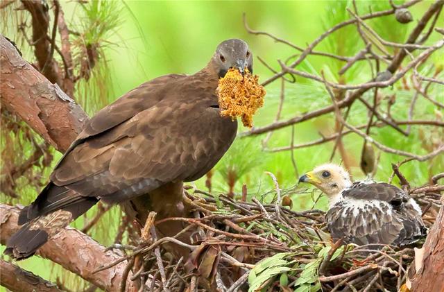 蜜獾|泰山出现一头顶凤冠的猛禽，吃野蜂堪比平头哥，除了蜂蛹还吃蜂巢