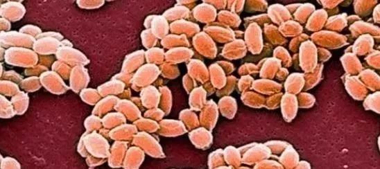 「霍金」“霍金：“曾预言21世纪冲击人类的不是人工AI而是病毒？”