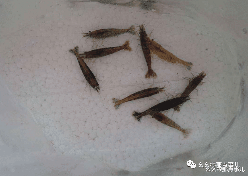 长江|游钓北京那点事儿：鲤妹英勇献身，让我水长城之旅不虚此行！